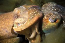 Mating Australian Giant Cuttlefish (Sepia apama): Whyalla... by Ron Hardman 